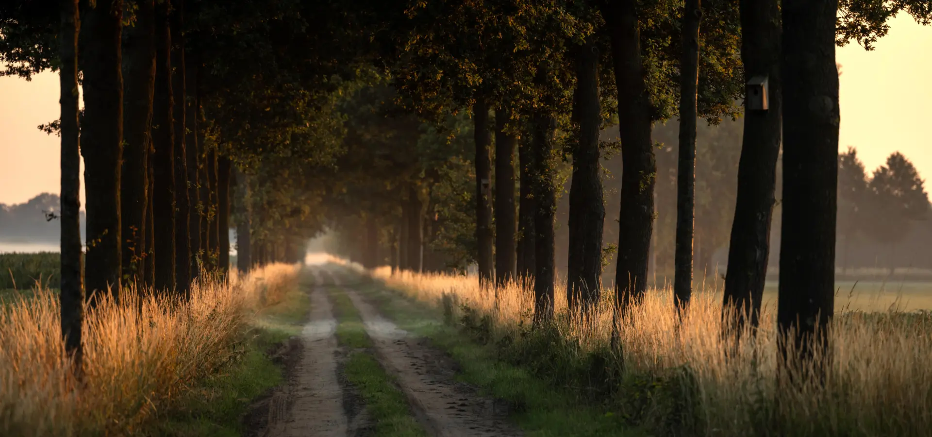 Holland Campings Twee Bruggen Allee Bäumen