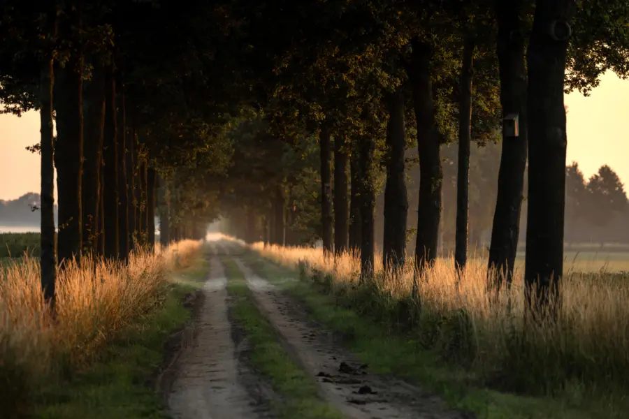 Holland Campings Twee Bruggen Allee Bäumen