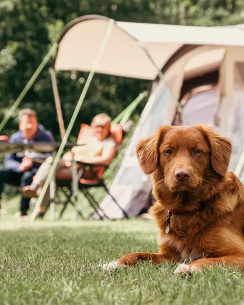 Holland Campings Komfort Campingplatz mit Hund