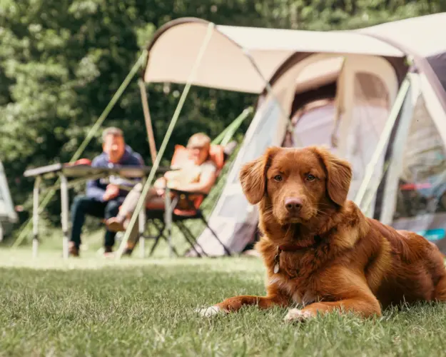 Holland Campings Komfort Campingplatz mit Hund
