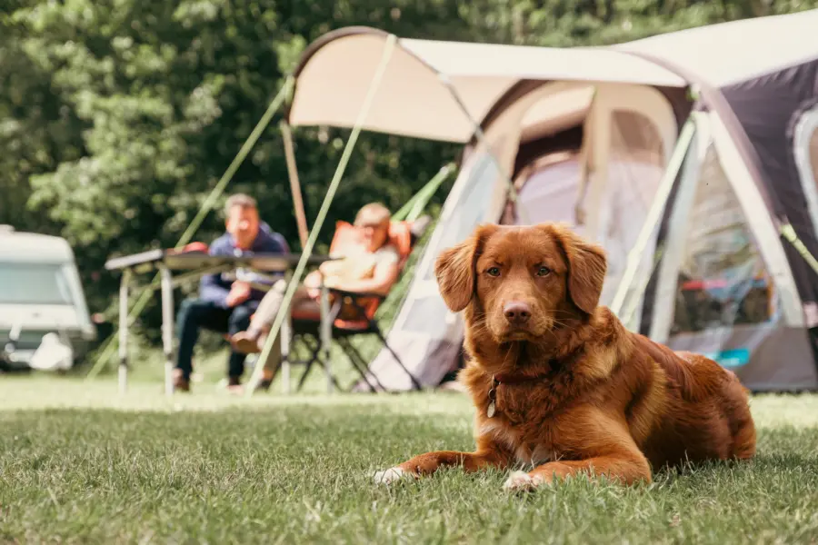 Holland Campings Komfort Campingplatz mit Hund