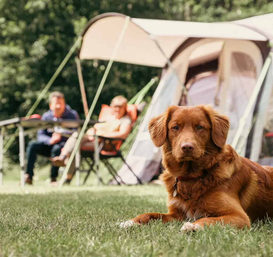 Holland Campings Komfort Campingplatz mit Hund