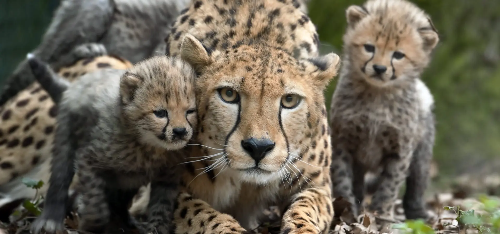 Burgers Zoo Arnheim Geparden