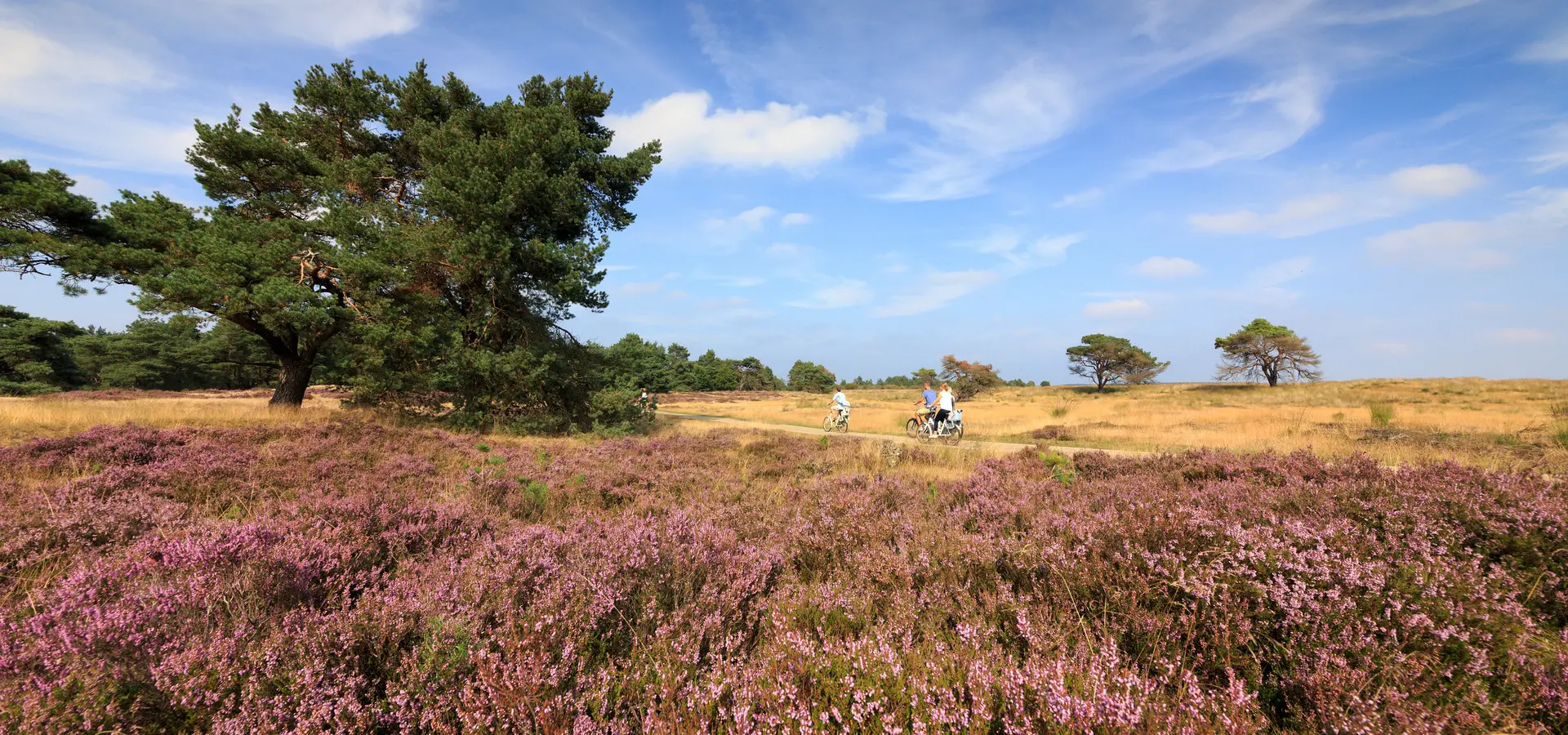 Holland Campings_Camping auf der Veluwe_Nationalpark De Hoge Veluwe_Jurjen Drenth