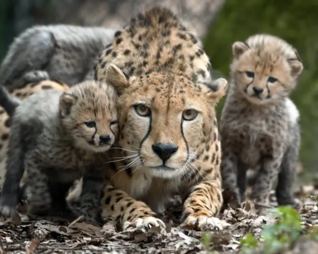 Burgers Zoo Arnheim Geparden