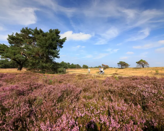 Holland Campings_Camping auf der Veluwe_Nationalpark De Hoge Veluwe_Jurjen Drenth