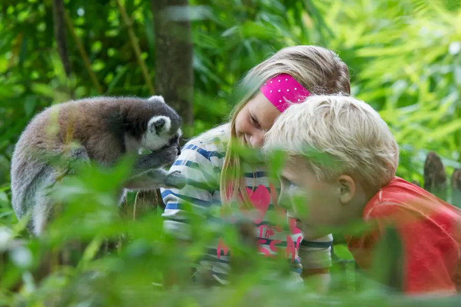 Apenheul, Dierentuin, Ringstaartmaki, Aap