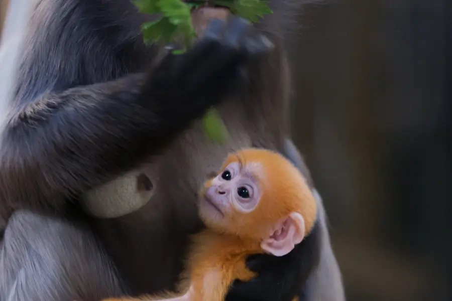 Burgers Zoo Arnheim Affe