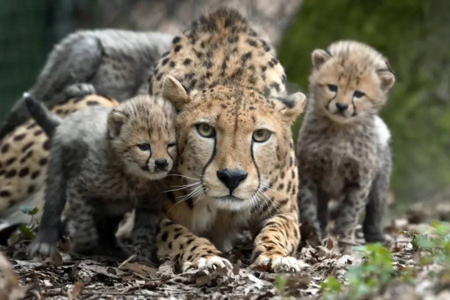 Burgers Zoo Arnheim Geparden