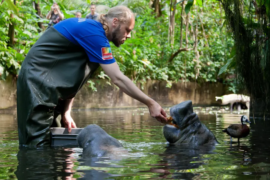 Burgers Zoo Arnheim Seehkühe füttern