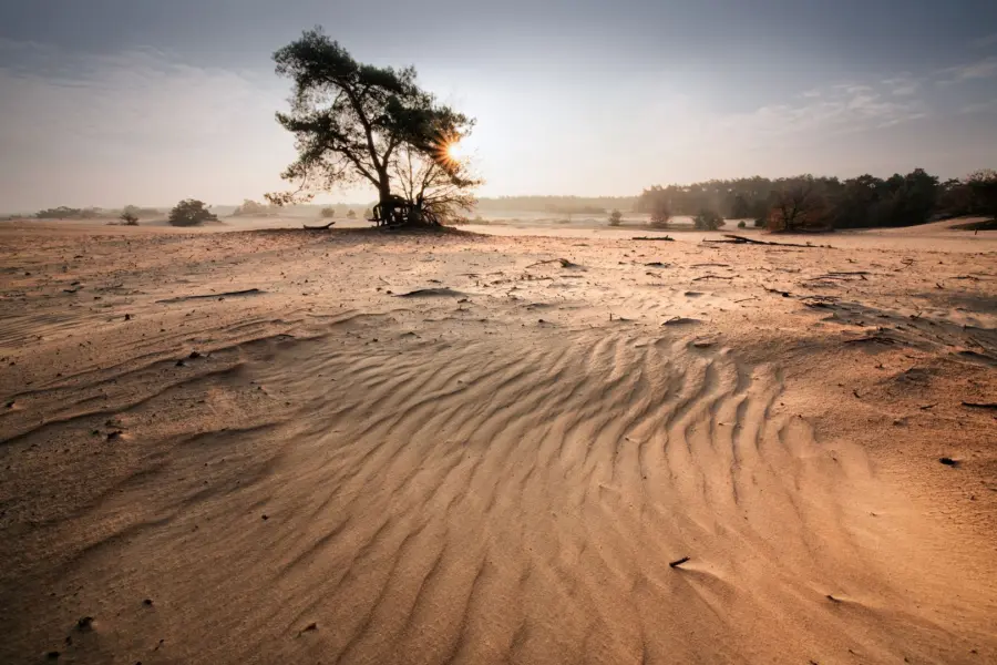 Nationalpark hoge veluwe kootwijkerzand sonne kilian schoenberger
