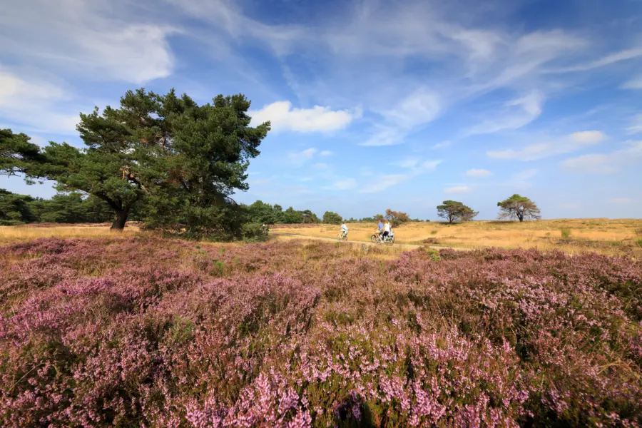 Holland Campings_Camping auf der Veluwe_Nationalpark De Hoge Veluwe_Jurjen Drenth