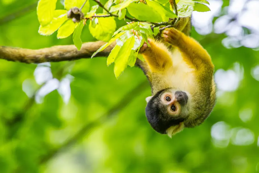 Apenheul doodshoofdaap HR