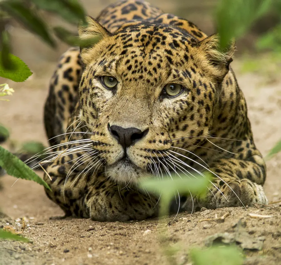Burgers Zoo Dennis Rensen