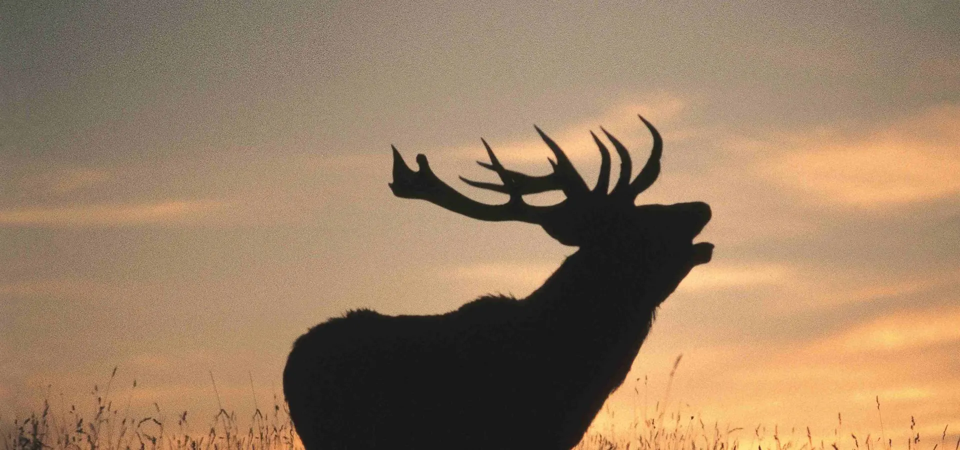 Hirsch im Nationalpark Hoge Veluwe