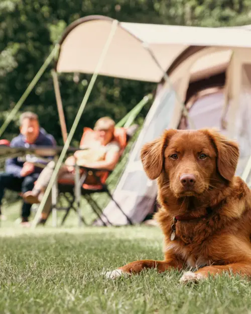 Holland Campings Komfort Campingplatz mit Hund