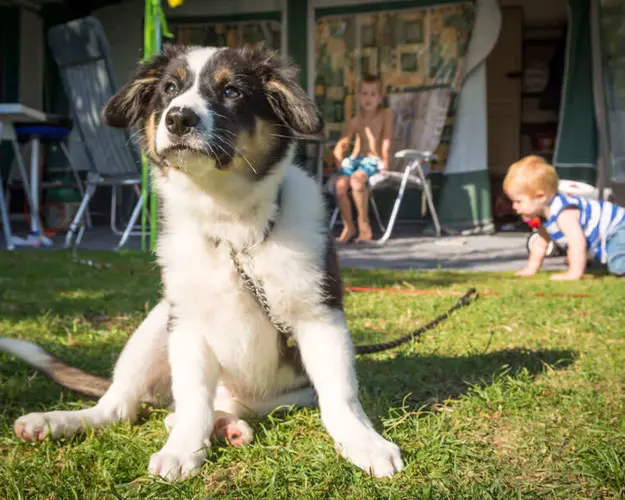 Hond kamperen