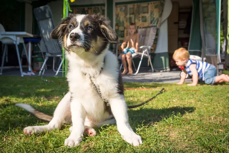 Hond kamperen