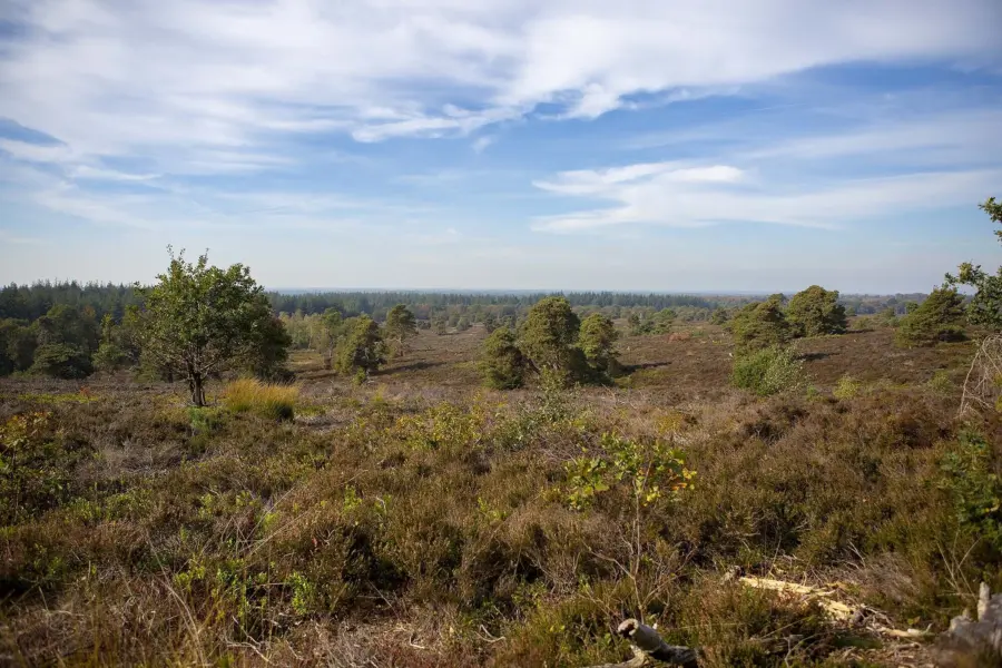 Sallandse Heuvelrug wandelen Holterberg 10