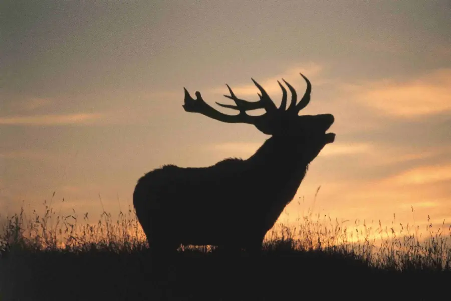 Hirsch im Nationalpark Hoge Veluwe