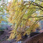 Camping in Holland im Herbst - Natur