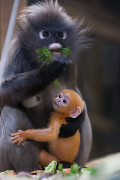 Burgers' Zoo Arnheim - Affe