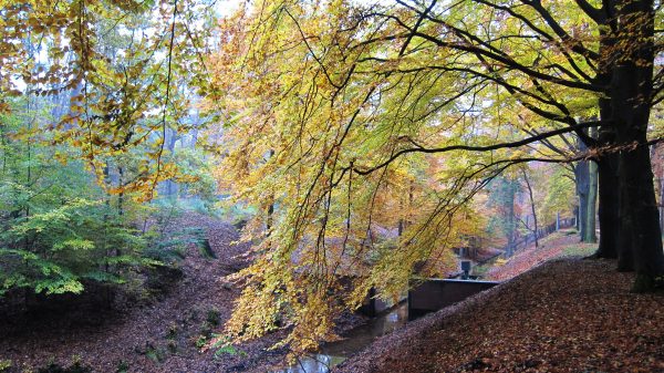 Camping in Holland im Herbst - Natur