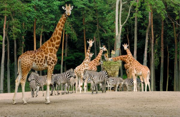 Burgers' Zoo Arnheim - Safari