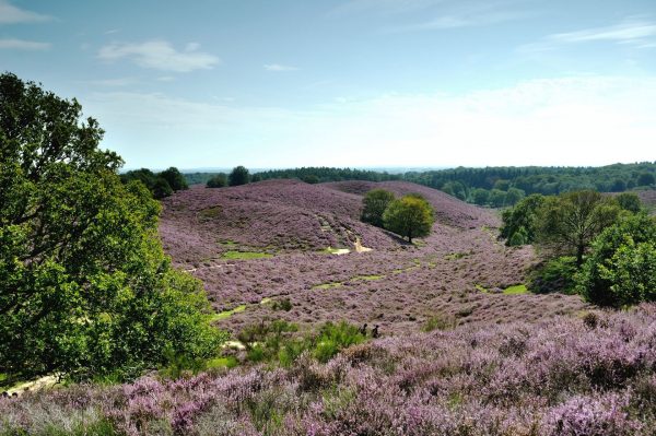 Umgebung Doesburg - Die Posbank im Nationalpark Veluwezoom